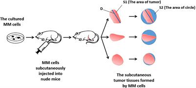 Hypermethylation of the Promoter Region of miR-23 Enhances the Metastasis and Proliferation of Multiple Myeloma Cells via the Aberrant Expression of uPA